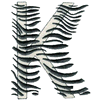 ZEBRA ALPHABET K