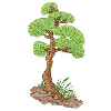 BONSAI TREE