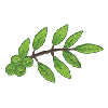 LEAF BRANCH