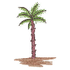 PALM TREE