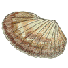 SEASHELL