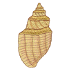 SEASHELL