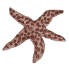 STARFISH