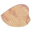 SEASHELL