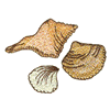 SEASHELLS