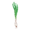 ONION STICK