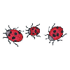 LADYBUGS