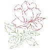 ROSE OUTLINE