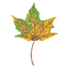 LEAF