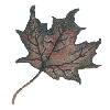 AUTUMN LEAF