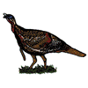 WILD TURKEY