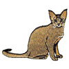 ABYSSINIAN