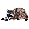 RACCOON