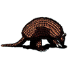 ARMADILLO