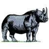 RHINO