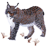 LYNX