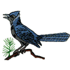 BLUE JAY