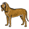 BLOODHOUND