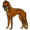 SALUKI