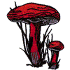 MUSHROOM