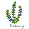 ROSEMARY