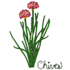 CHIVES