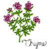 THYME