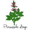 PINEAPPLE SAGE