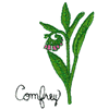 COMFREY