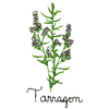 TARRAGON