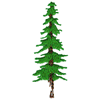 CEDAR TREE