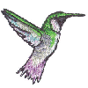 HUMMINGBIRD