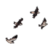 BIRDS