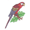 MACAW