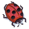 LADYBUG