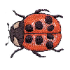 LADYBUG