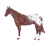 APPALOOSA