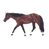 QUARTER HORSE