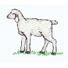 LAMB