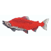 SOCKEYE SALMON