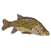 YELLOW BASS