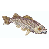 WALLEYE