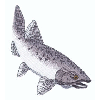 CHINOOK SALMON