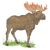 MOOSE