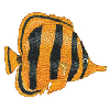 CLOWN FISH