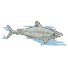 SHARK