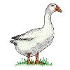 DUCK