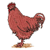 CHICKEN