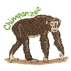 CHIMPANZEE