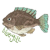 BLUEGILL